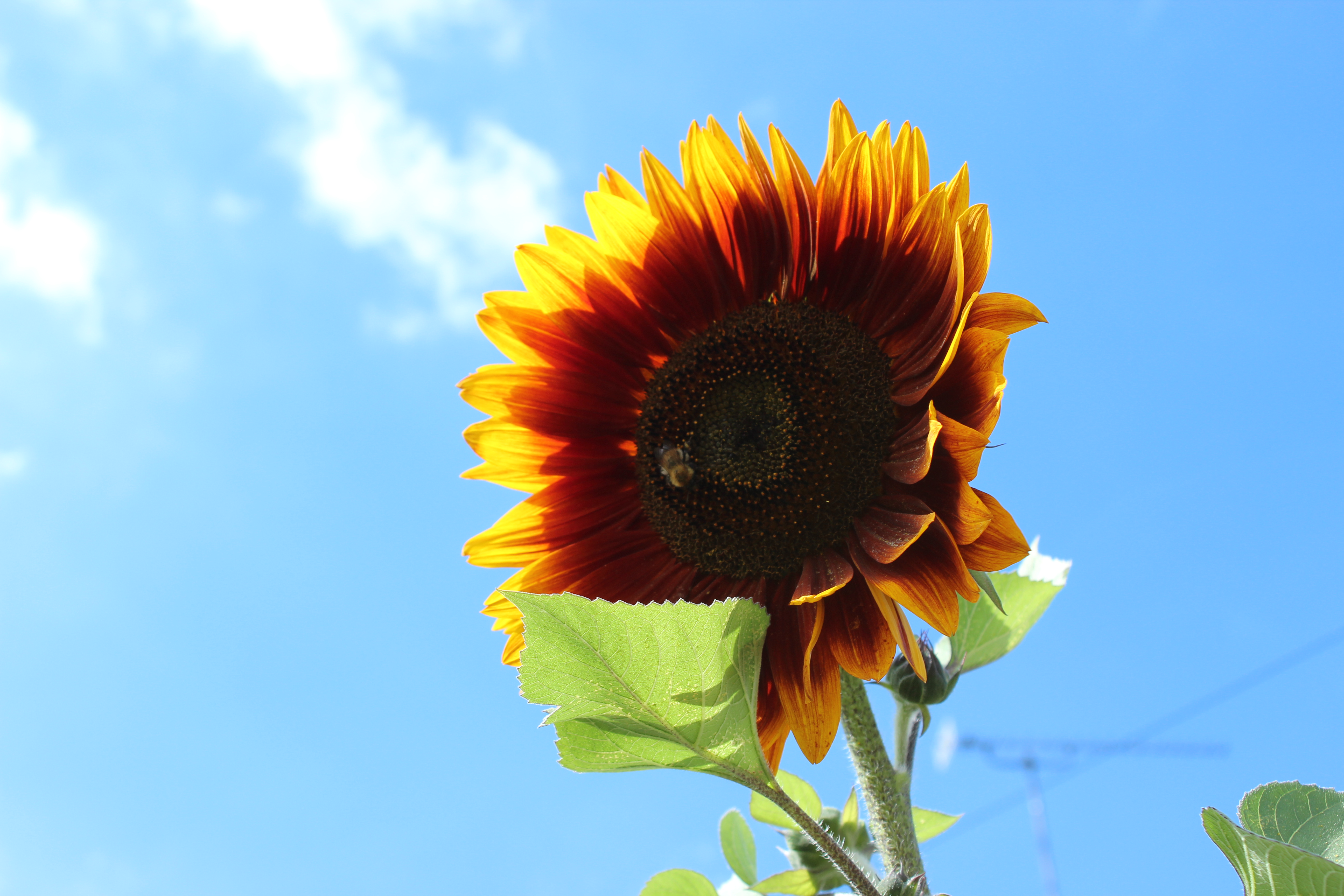 Sunflower with bee