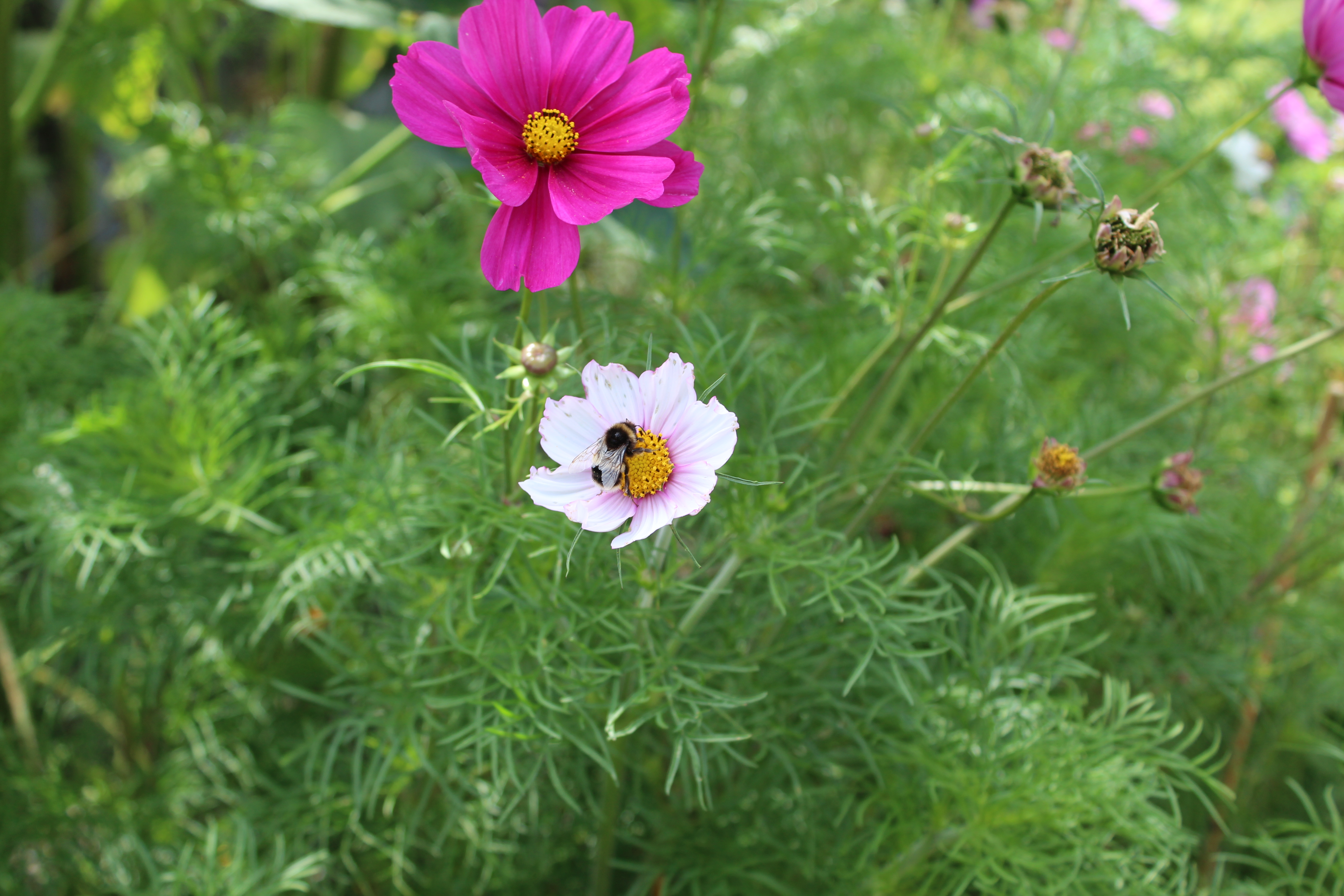 Flower with bee