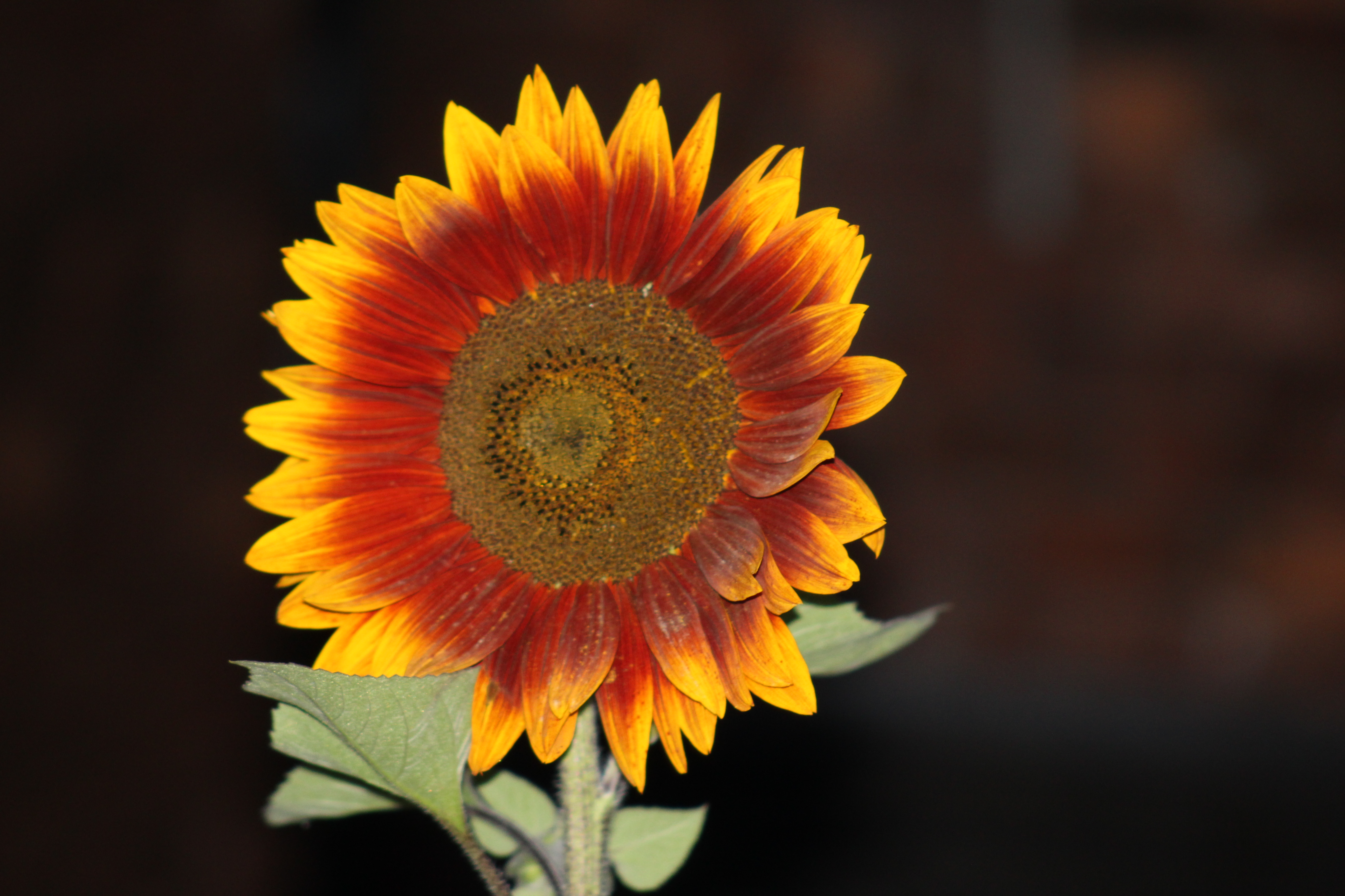 Red sunflower