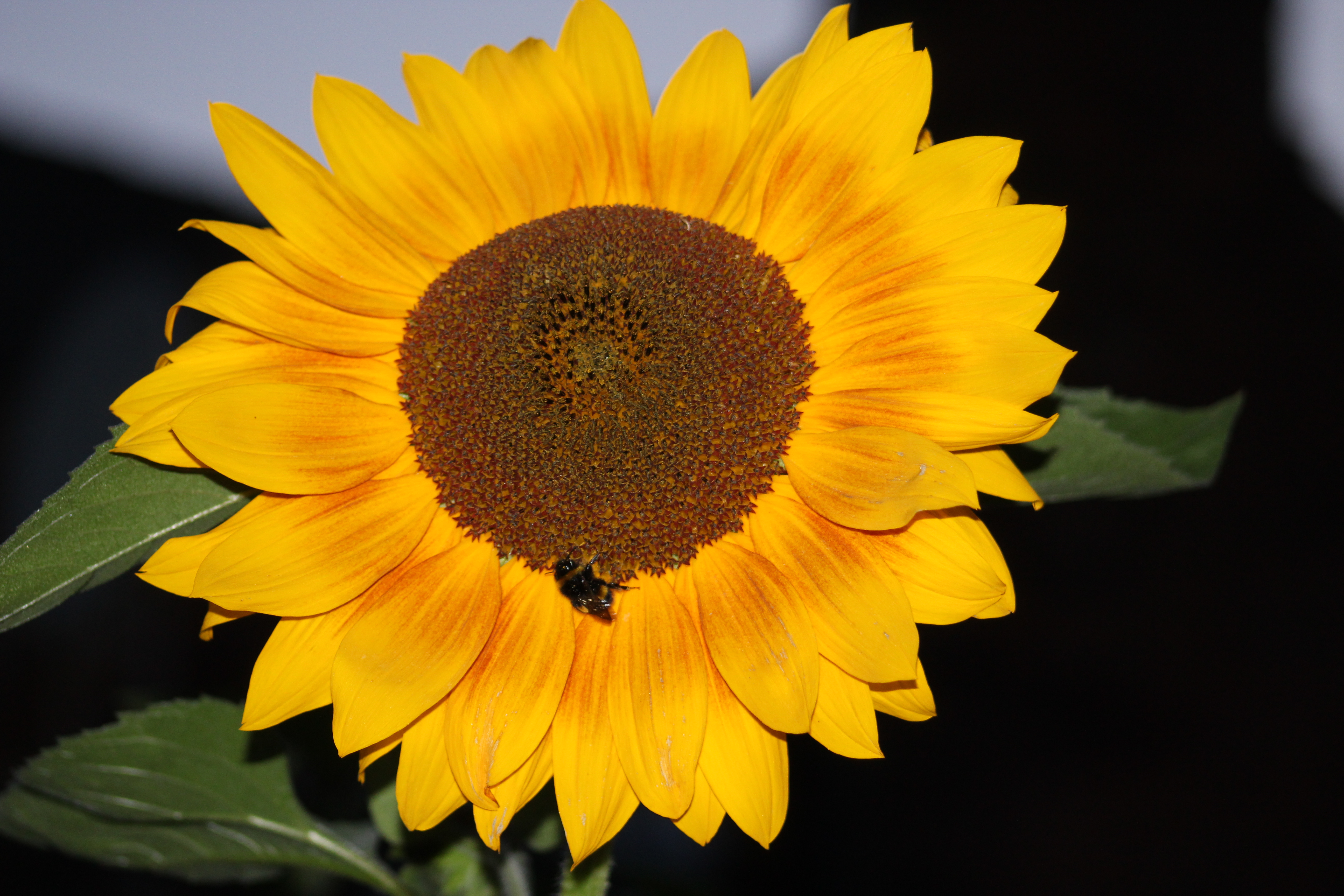 Sunflower with bee