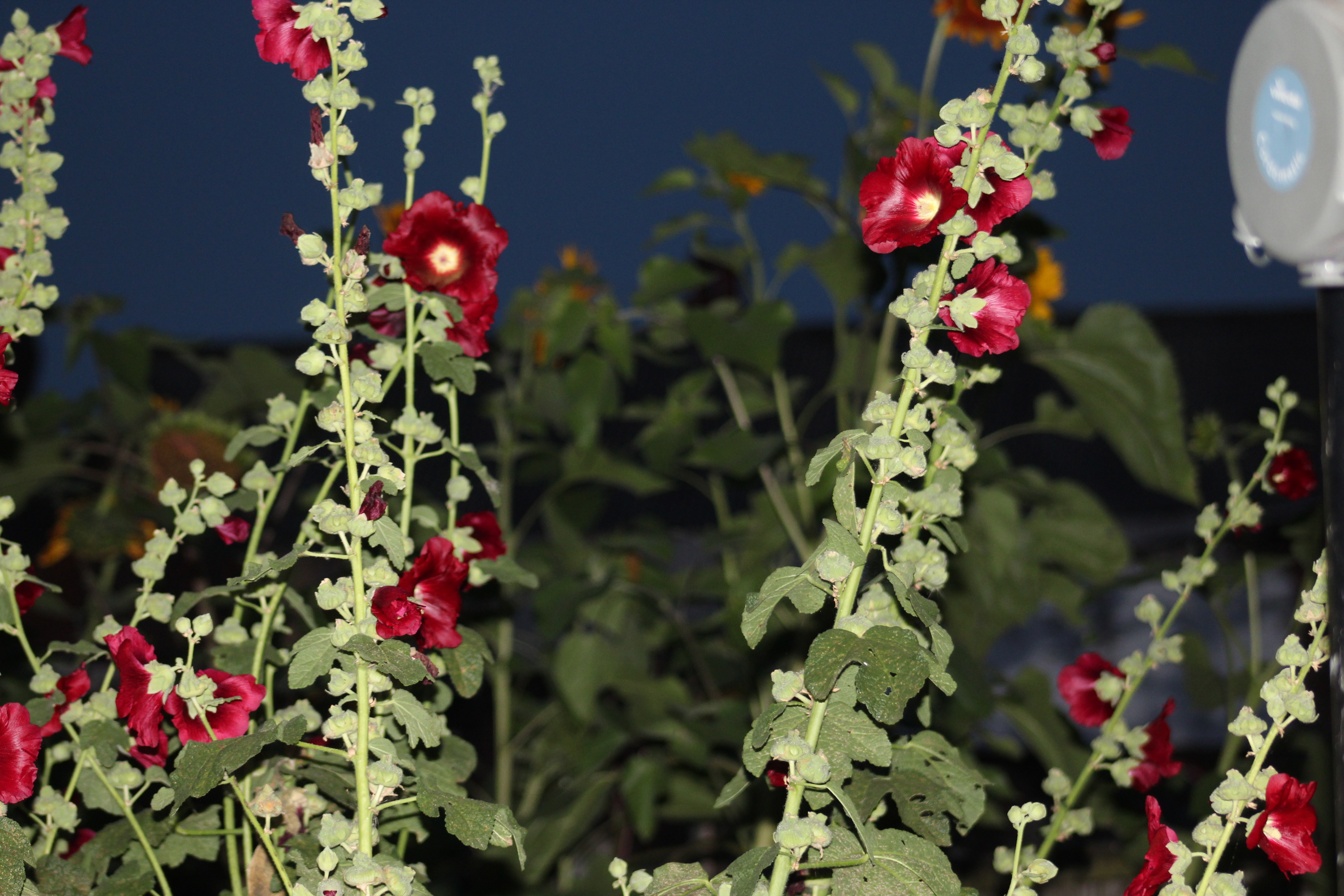 Hollyhocks